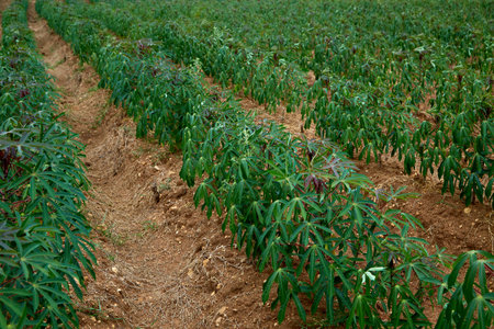 rows of green cassava fields in agricultural farmland in asianの写真素材