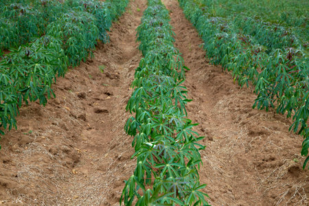 rows of green cassava fields in agricultural farmland in asianの写真素材