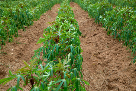 rows of green cassava fields in agricultural farmland in asianの写真素材