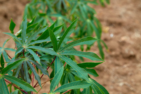 rows of green cassava fields in agricultural farmland in asianの写真素材