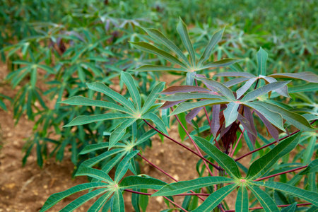 rows of green cassava fields in agricultural farmland in asianの写真素材