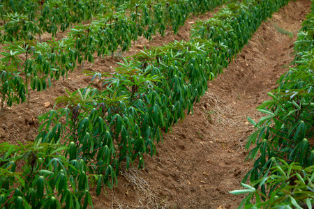 rows of green cassava fields in agricultural farmland in asianの写真素材