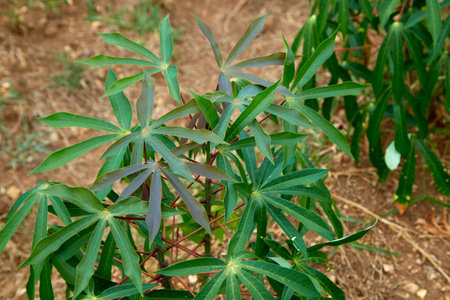 rows of green cassava fields in agricultural farmland in asianの写真素材