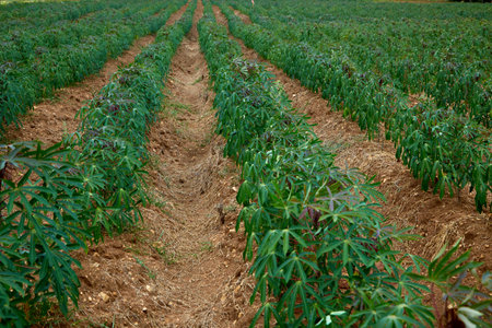 rows of green cassava fields in agricultural farmland in asianの写真素材