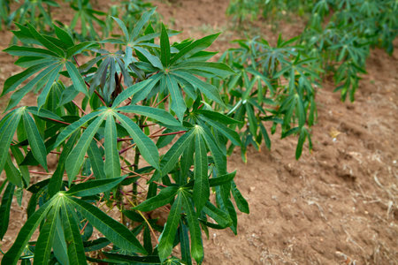 rows of green cassava fields in agricultural farmland in asianの写真素材