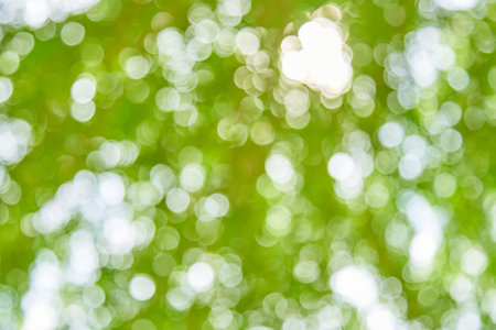 Natural green bokeh light background blurの写真素材
