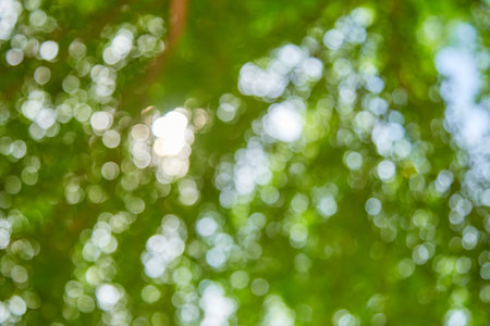 Natural green bokeh light background blurの写真素材
