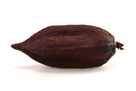 Cocoa pod isolated on white backgroundの写真素材