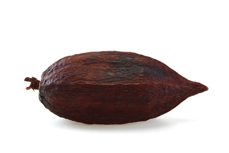 Cocoa pod isolated on white backgroundの写真素材