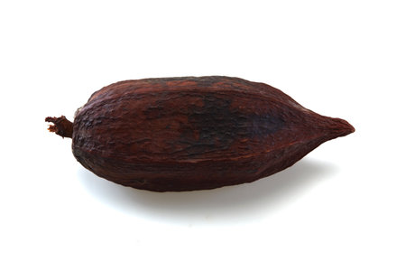 Cocoa pod isolated on white backgroundの写真素材