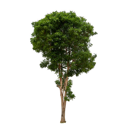 Single big tree with green leaves on a white background, tropical trees isolated used for designの写真素材