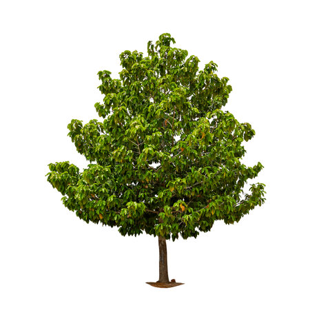 Single big tree with green leaves on a white background, tropical trees isolated used for designの写真素材