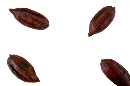Top view of dried cacao fruit isolated on white backgroundの写真素材