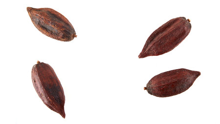 Top view of dried cacao fruit isolated on white backgroundの写真素材