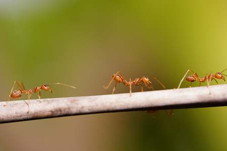 Three red ants walking in-line on a branch of tree.の写真素材