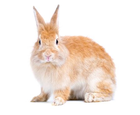 Adorable cute little red brown easter bunny isolated on white background. Portrait of furry beautiful rabbit. Pet, animal and easter concept.の写真素材