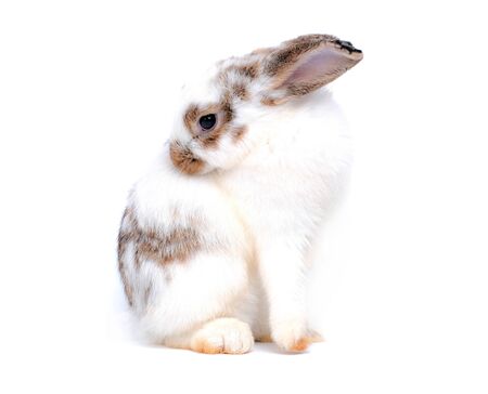 Adorable cute little white easter bunny isolated on white background. Portrait of white furry beautiful rabbit. Pet, animal and easter concept.の写真素材