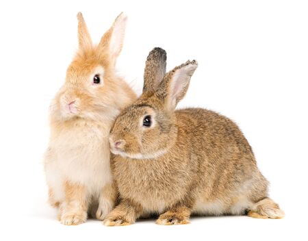 Two adorable cute little red brown easter bunny isolated on white background. Portrait of furry beautiful rabbit. Pet, animal and easter concept.の写真素材