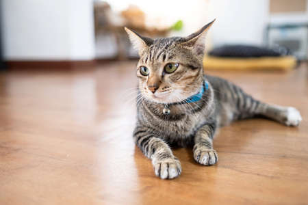 Close up a cute cat laying down in the living room with blurred background with copy space. Looking...