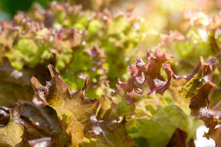 Close up hydroponic plants in vegetable garden farm in home. Red oak lettuces leafs in organic modern farm under sunlight. Growing in the plastic tray. Healthy and quality in smart agriculturalの写真素材
