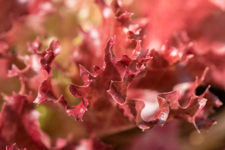 Close up hydroponic plants in vegetable garden farm in home. Red oak lettuces leafs in organic modern farm. Growing vegetable in the plastic tray. Healthy and quality in smart agriculturalの写真素材