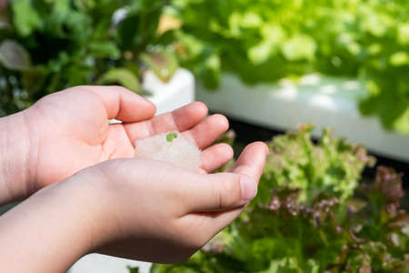 Hand holding sapling Green Oak lettuce in sponge. Seeding of hydroponic plant in the nursery plant. Hydroponic method of growing vegetable by using nutrition solution. Organic farm at homeの写真素材