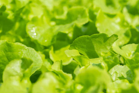 Close up hydroponic plants in vegetable garden farm in home. Green oak lettuces leafs in organic modern farm. Growing vegetable in the plastic tray. Healthy and quality in smart agriculturalの写真素材