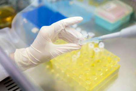 Young Asia Scientist using micropipette transfer sample from Eppendorf in the biohazard hood. Many eppendorf put on the yellow rack. Biosafety pharmaceutical, coronavirus and health concept.の写真素材