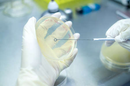 Microbiologist or scientist hand cultivating a Petri dish with inoculation loops in the biohazard hood in the laboratory with blur background. Wearing glove during experiment. Research conceptの写真素材