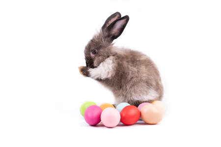 Adorable baby easter dark brown rabbit cleaning face sitting beside colorful of eggs isolated on white background. Lovely action of young bunny rabbitの写真素材