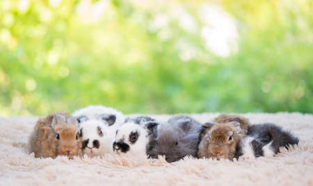 Group of baby easter fluffy rabbit sitting on the light brown carpet with green bokeh nature...