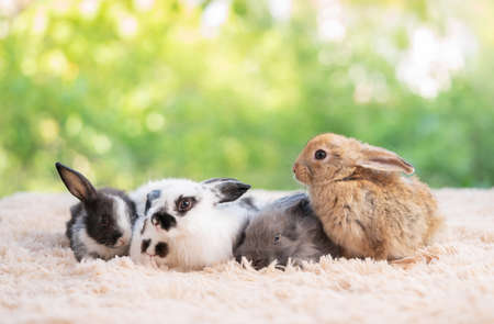 Group of baby easter fluffy rabbit sitting on the light brown carpet with green bokeh nature background. Looking around and sniffing. Cute animal pets. Selective focusの写真素材
