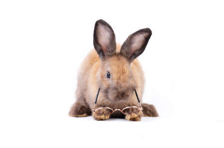 Adorable baby easter brown rabbit isolated on white background. Remove glasses by using feet. Lovely action of young bunny rabbit. Cute pet 2 months.の写真素材