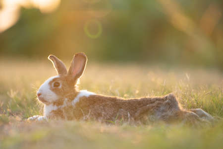 Adorable easter rabbit lying on the grass looking around at meadow with nature bokeh background under sunlight. Lovely action of bunny rabbit. Summer landscapeの写真素材