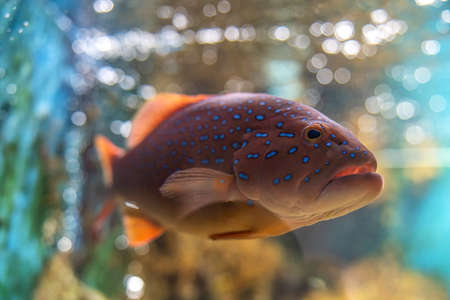 Red-banded grouper (Epinephelus fasciatus). Wonderful and beautiful tropical fish with corals reef...