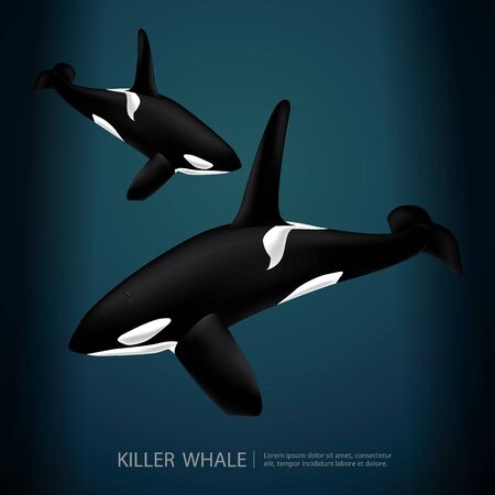 Killer Whale Under The Sea Vector Illustrationのイラスト素材
