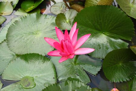 lotus lotus