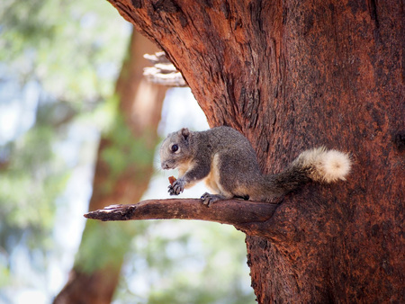 Wild squirrel