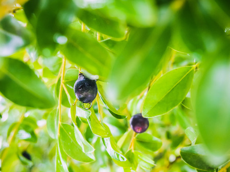 Black fruit with dew drop
