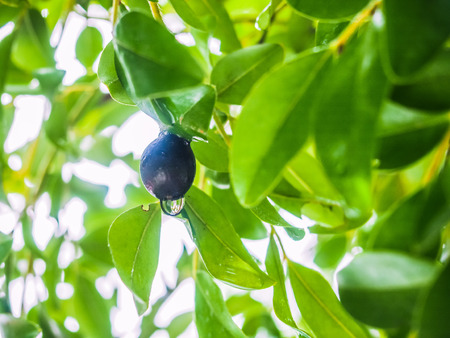 Black fruit with dew drop