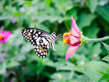 Lovely butterfly sucking nectar from pink flowerの写真素材
