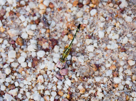 Dragonfly resting on the groundの写真素材