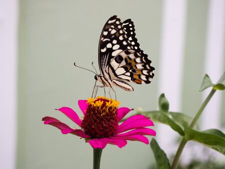 Lovely butterfly sucking nectar from pink flowerの写真素材