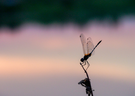 Silhouette dragonfly in front of sunset basinの写真素材