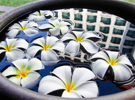 White plumeria floating on the water in a jarの写真素材