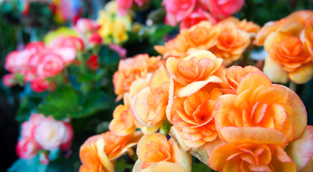 Orange begonia flowers in the gardenの写真素材
