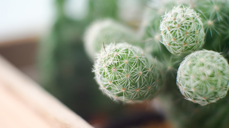 Soft focus of cute mini cactusの写真素材