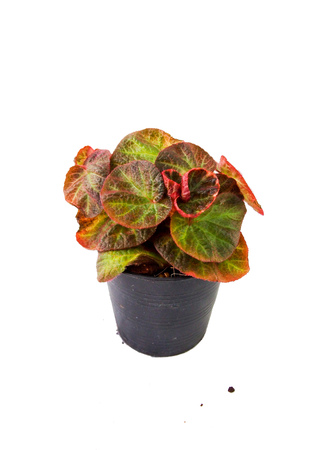 Strawberry Begonia in a potの写真素材
