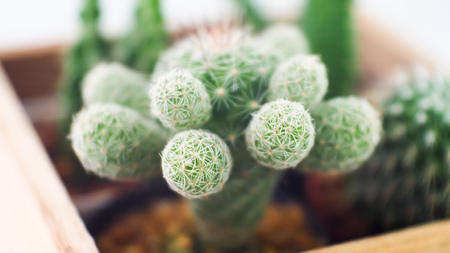 Soft focus of cute mini cactusの写真素材