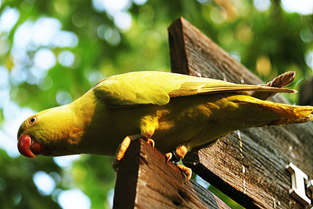 Parrotの写真素材